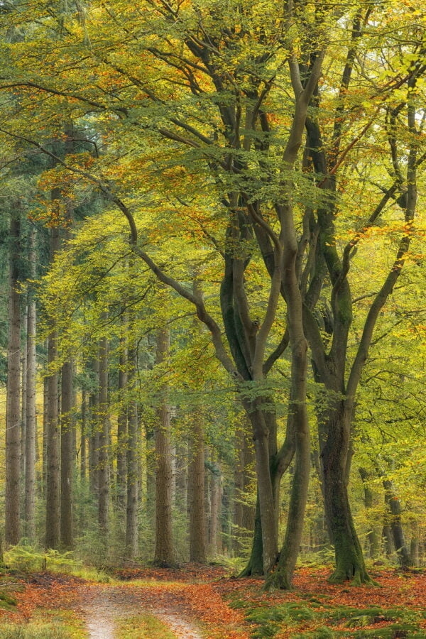 Wachters van het bos - Fine Art print - 30 x 45 cm - Afbeelding 2