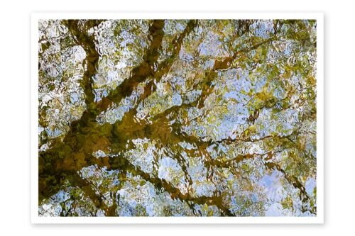 Wenskaart Reflectie van boom in het water