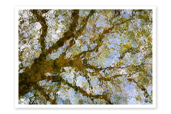 Wenskaart Reflectie van boom in het water