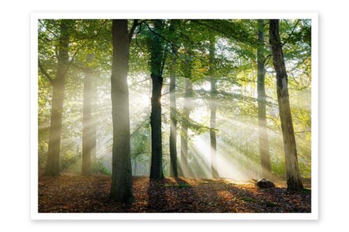 Wenskaart Zonneharpen in het beukenbos