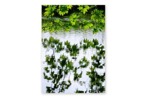 Ansichtkaart Reflectie van bladeren