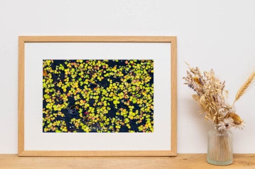 Confetti van kroos - ingelijste print - 30 x 20 cm