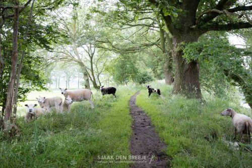 Schapen op de Liniedijk van het Valleikanaal bij Woudenberg