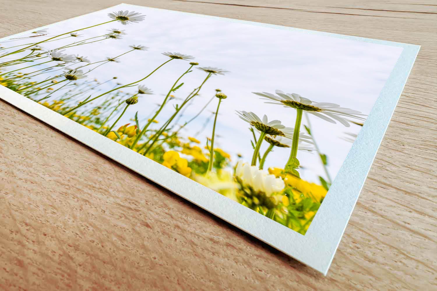 Margrieten van onderen - Afbeelding 2