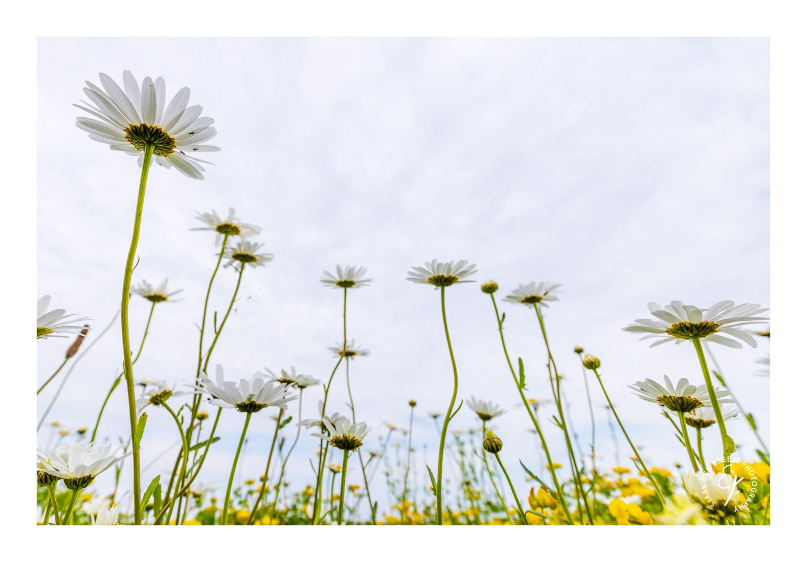 Margrieten van onderen