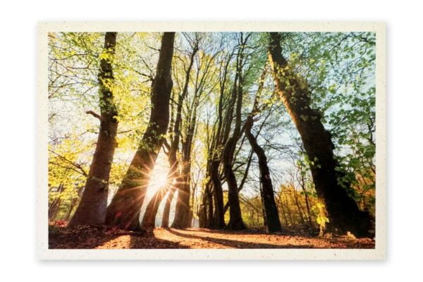 VoorBIJ-kaart Beukenlaan in de lente op landgoed Beerschoten
