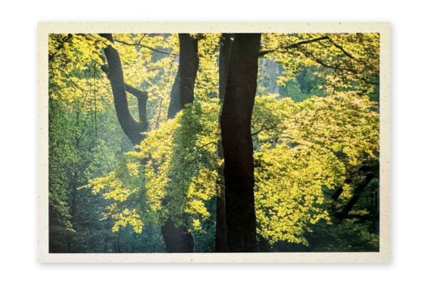 VoorBIJ-kaart Voorjaar in het beukenbos