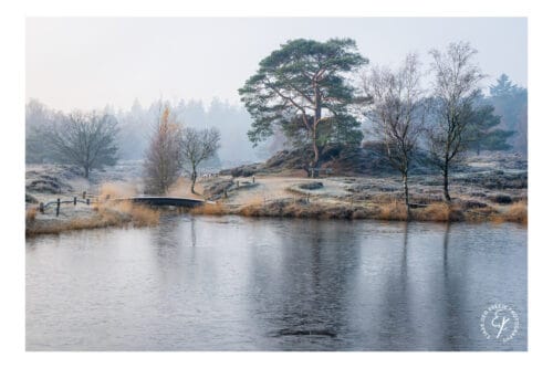 Winters Heidemeertje