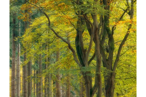 Wachters van het bos