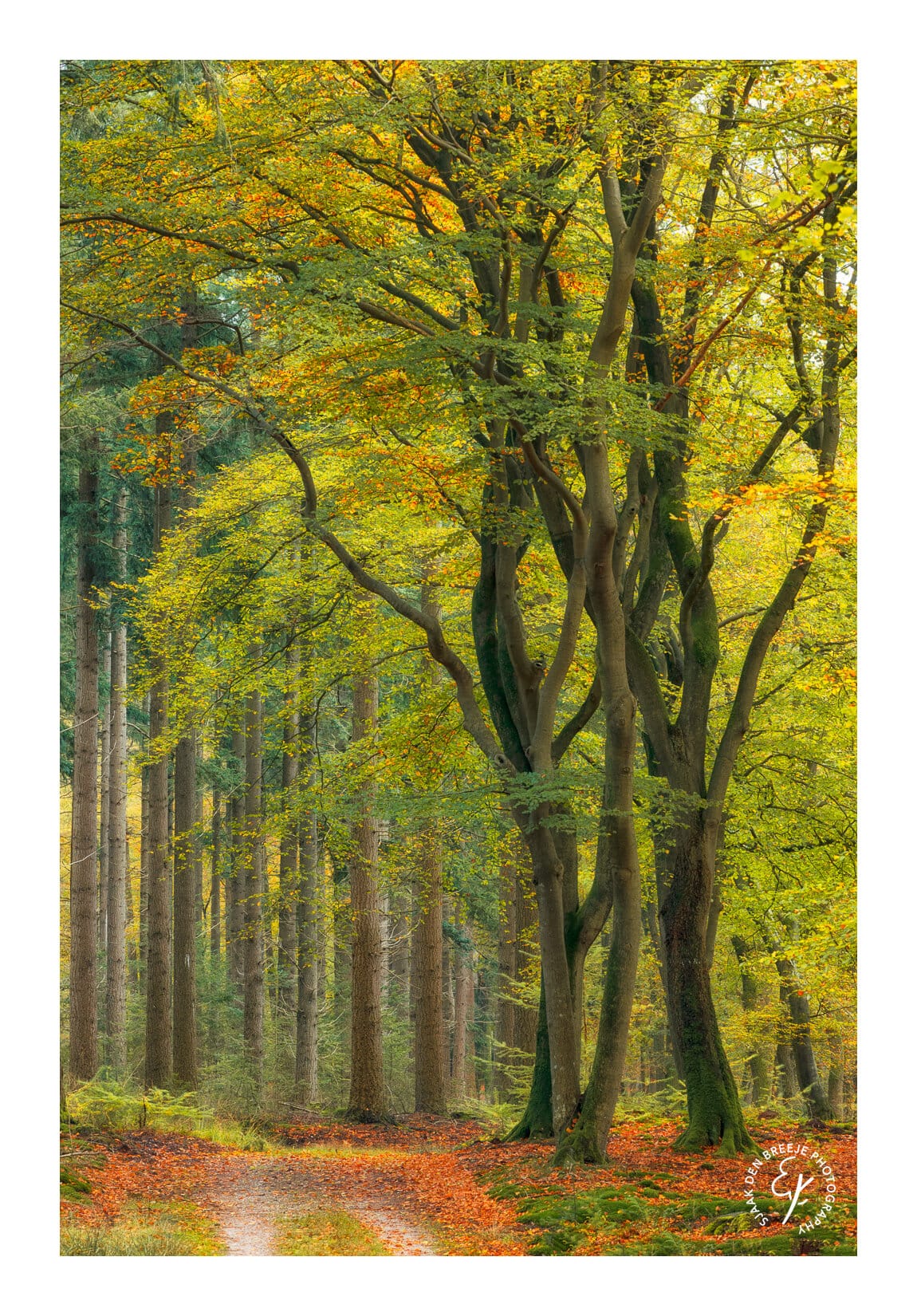Wachters van het bos